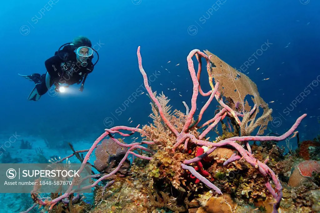 Scuba diver looking at coral reef with a variety of coral species and Row Pore Rope Sponge (Aplysina cauliformis), Republic of Cuba, Caribbean Sea, Ca...