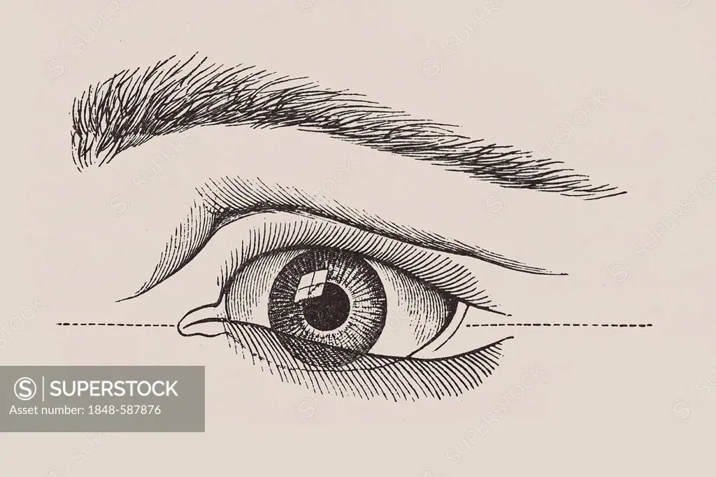 Human eye, anatomical illustration