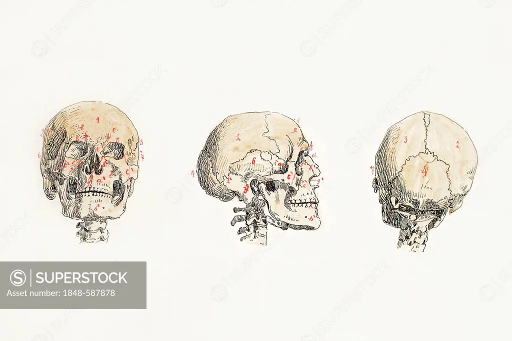 Cranial skeleton, anatomical illustration