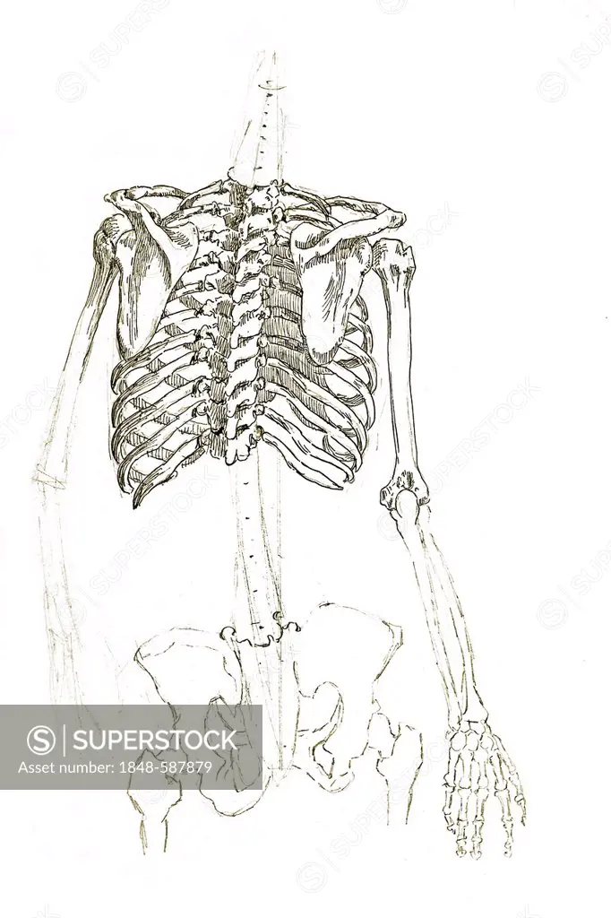 Human thorax, anatomical illustration