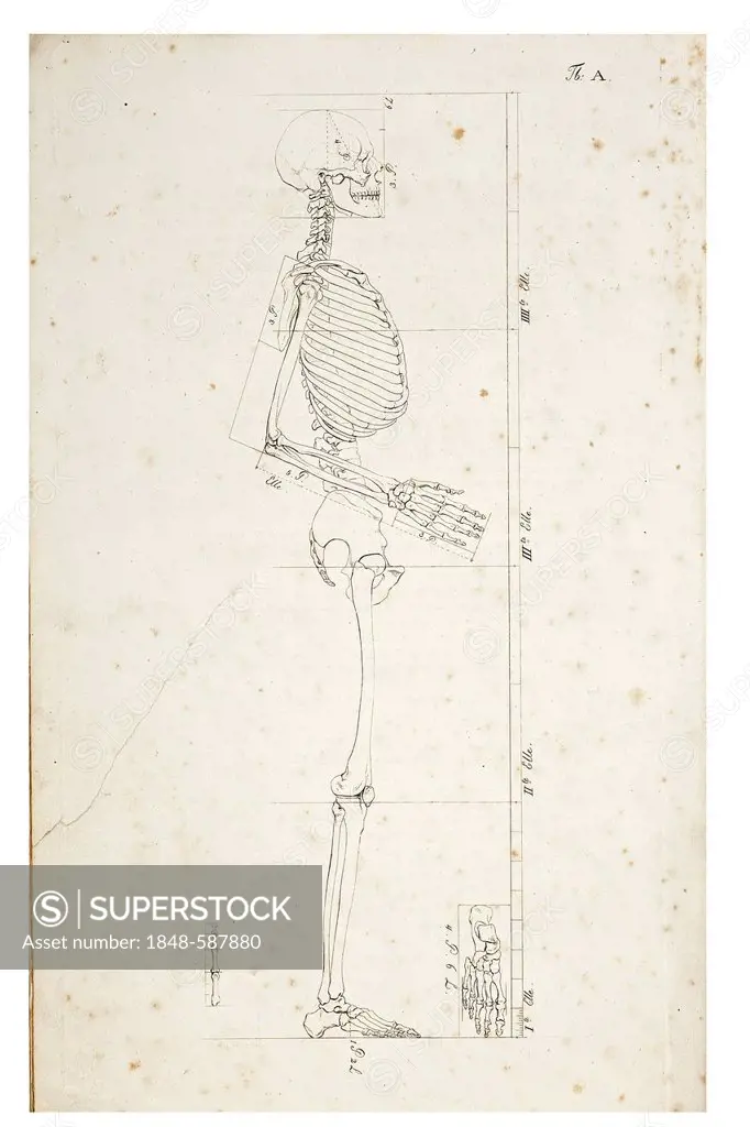 Illustration of a human skeleton, anatomical illustration