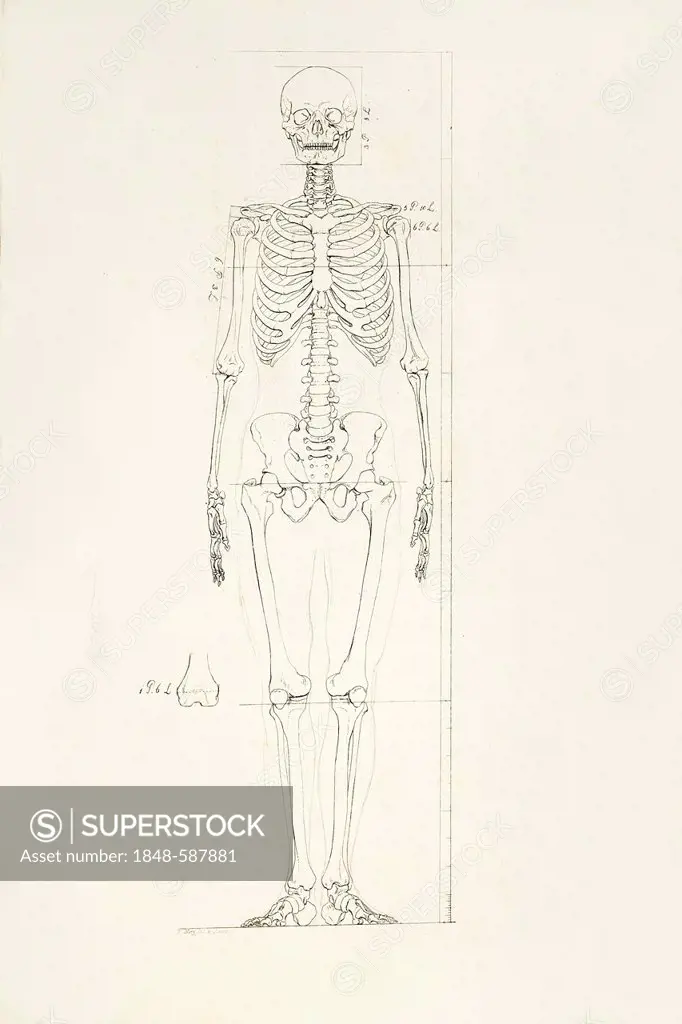 Illustration of a human skeleton
