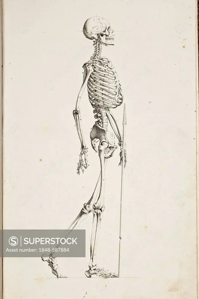 Illustration of a human skeleton