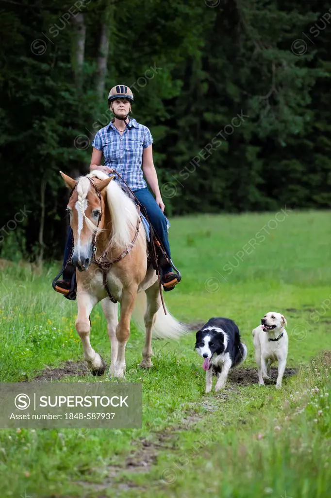 Woman riding a Haflinger horse with a western bridle, in a field with Labrador and Border Collie as riding companions, North Tyrol, Austria, Europe
