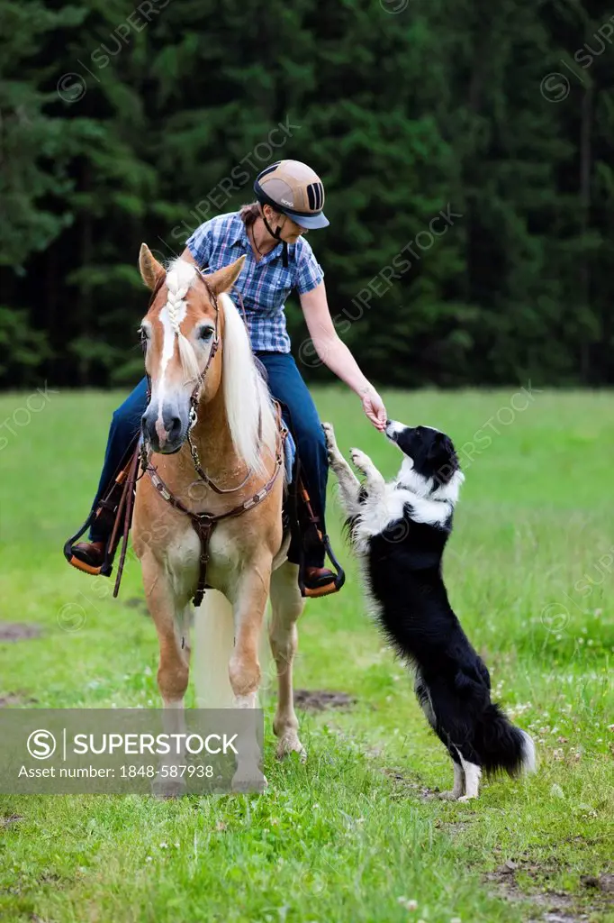 Woman riding a Haflinger horse with a western bridle, in a field with a Border Collie as riding companion, North Tyrol, Austria, Europe