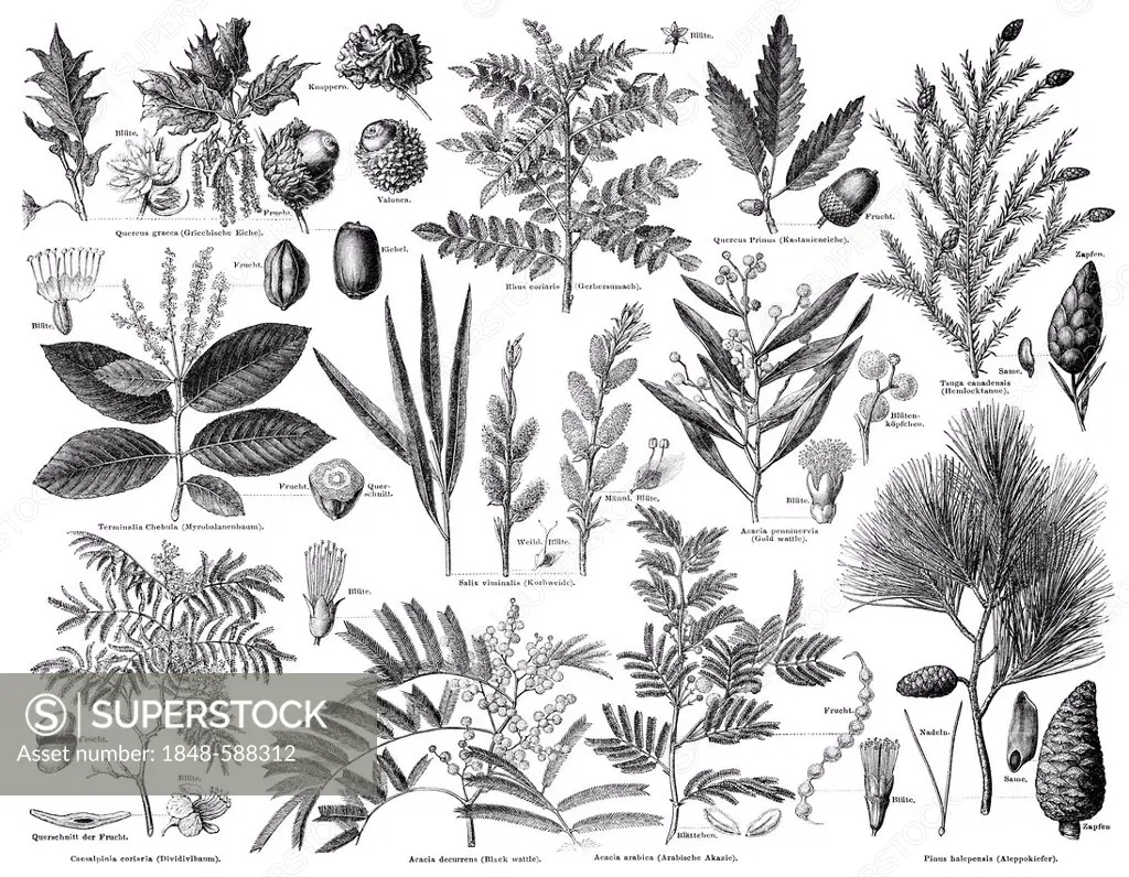 Illustration, plants used as tanning agents, Meyers Konversations-Lexikon encyclopaedia, 1889