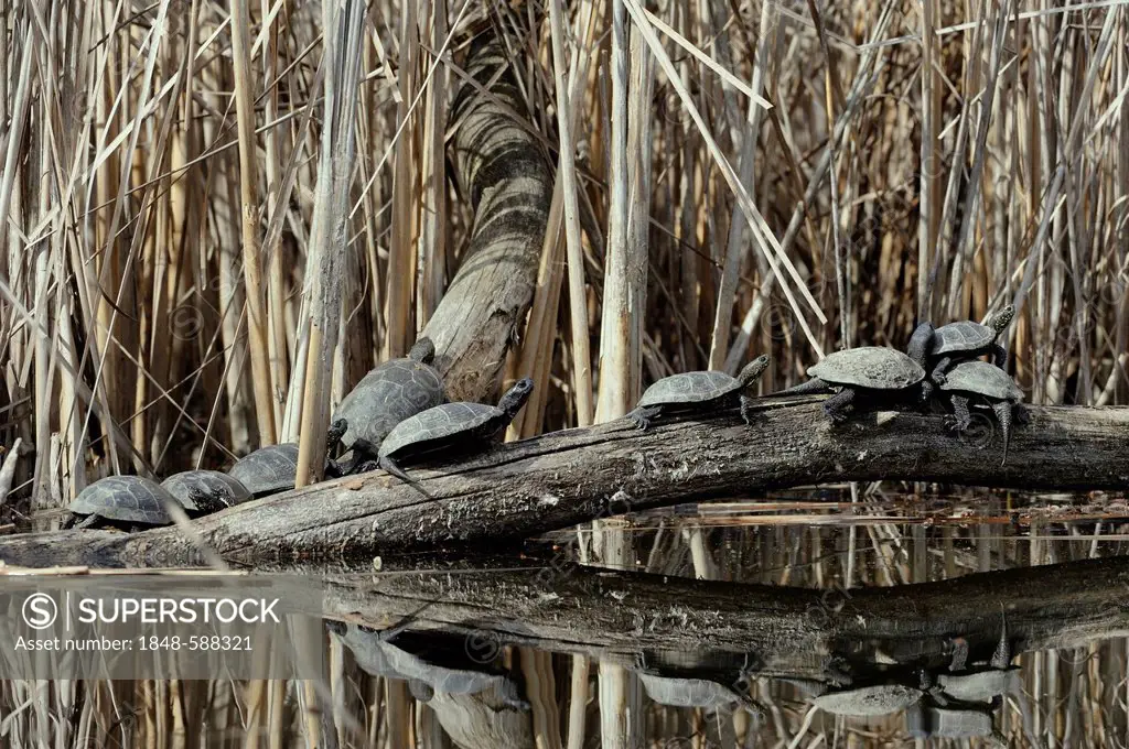 European Pond Turtle (Emys orbicularis), Danube wetlands, Donau Auen National Park, Lower Austria, Austria, Europe