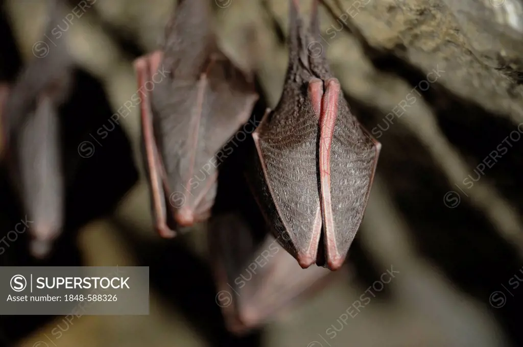 Lesser Horseshoe Bats (Rhinolophus hipposideros), Hermann's Cave, Lower Austria, Austria, Europe