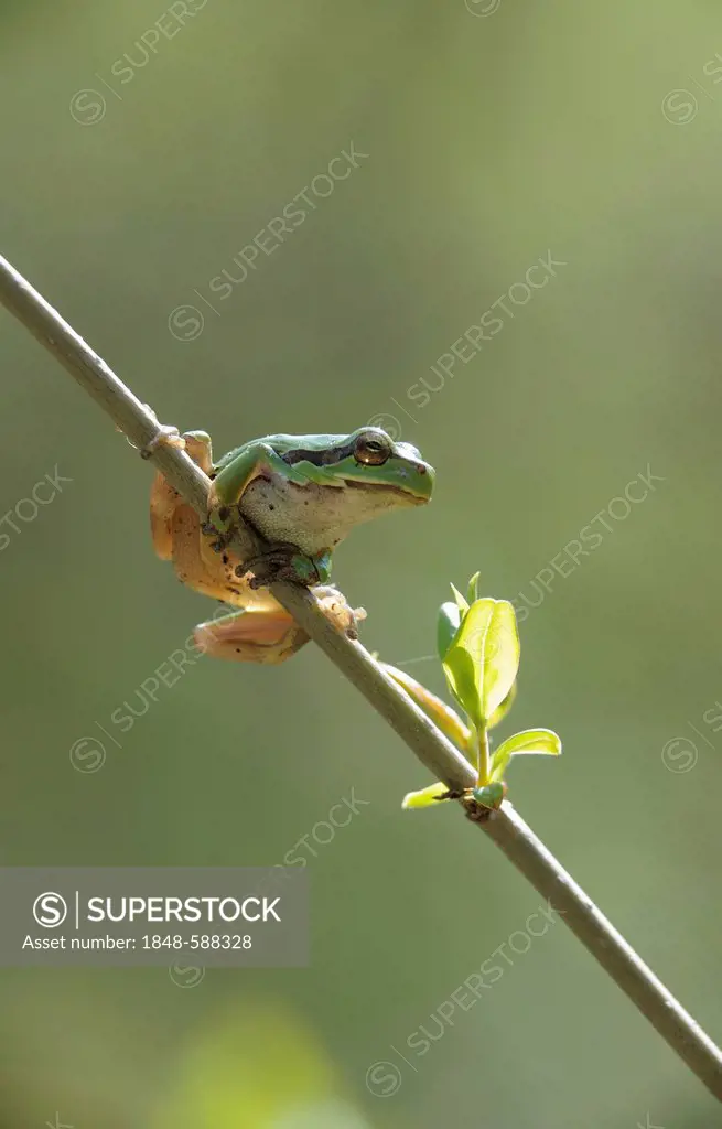 European Tree Frog (Hyla arborea), Danube wetlands, Donau Auen National Park, Lower Austria, Austria, Europe