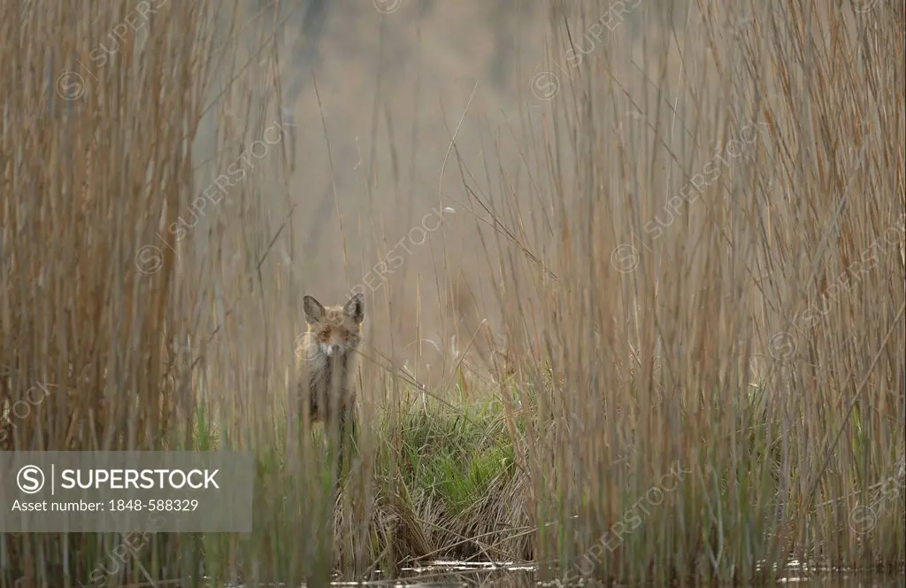 Red Fox (Vulpes vulpes), Danube wetlands, Donau Auen National Park, Lower Austria, Austria, Europe