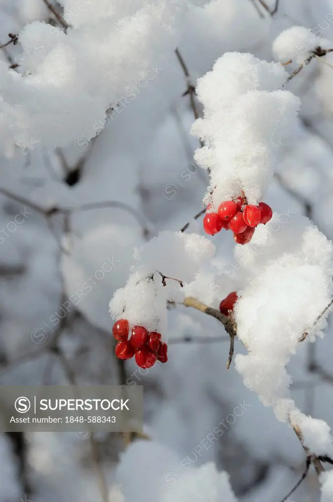 Red berries, Common Snowball (Viburnum opulus), snow, Danube wetlands, Donau Auen National Park, Lower Austria, Austria, Europe