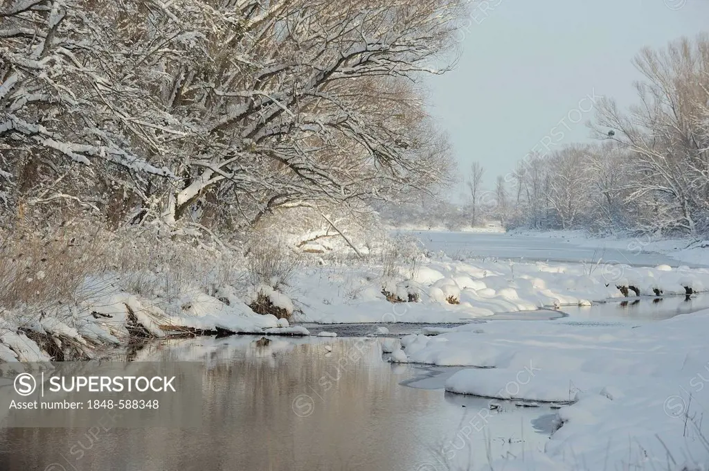 Winter landscape, Danube wetlands, Donau Auen National Park, Lower Austria, Austria, Europe
