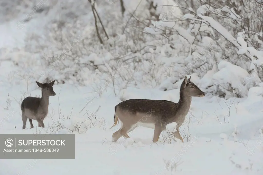 Fallow Deer (Dama dama), doe and calf in the snow, Danube wetlands, Donau Auen National Park, Lower Austria, Austria, Europe