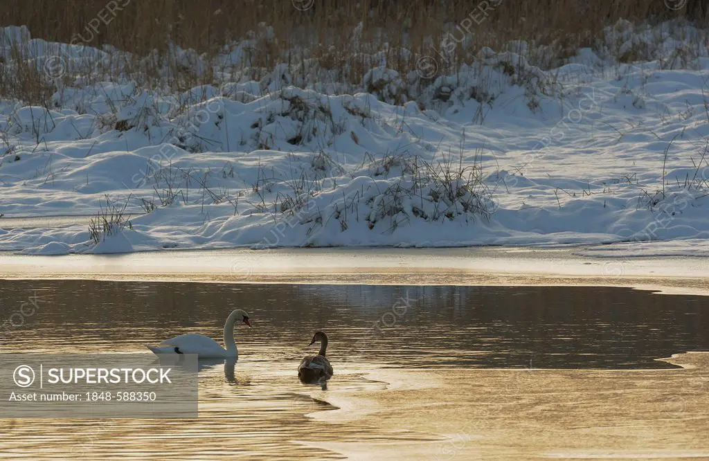 Mute Swans (Cygnus olor), winter landscape, Danube wetlands, Donau Auen National Park, Lower Austria, Austria, Europe