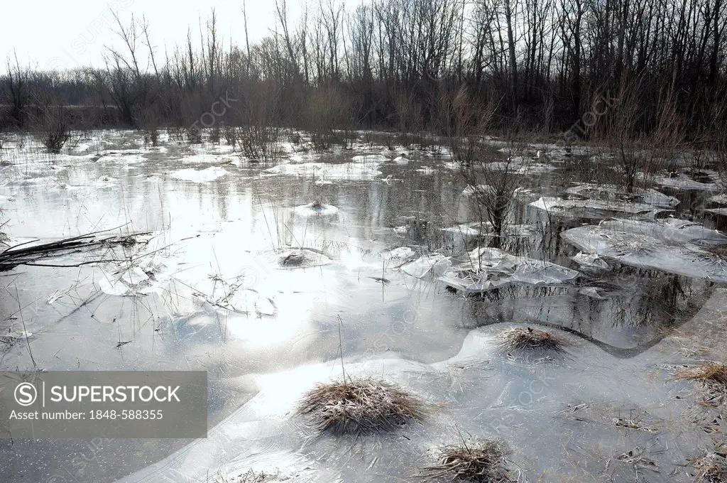 Icy winter landscape, Danube wetlands, Donau Auen National Park, Lower Austria, Austria, Europe