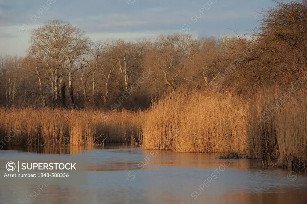 Floodplain landscape, Danube wetlands, Donau Auen National Park, Lower Austria, Austria, Europe