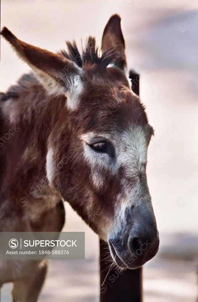 Donkey (Equus asinus f. asinus), portrait