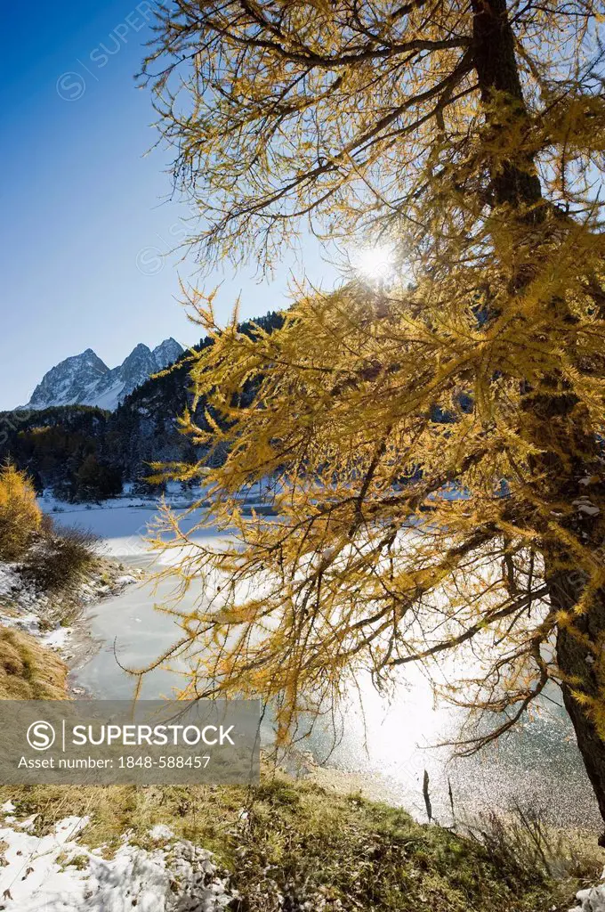 Lake Palpuogna, Lai da Palpuogna, with autumnal larch, snow, Berguen, Albula Pass, Canton of Grisons, Switzerland, Europe