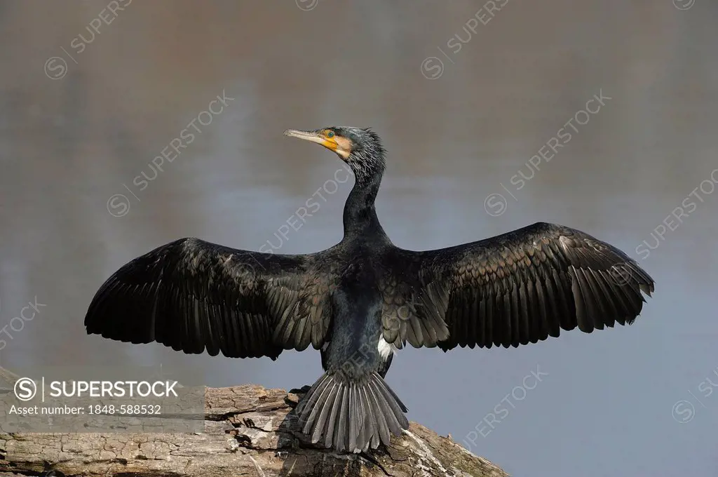 Great Cormorant or Great Black Cormorant (Phalacrocorax carbo), floodplains of the Danube, Lower Austria, Austria, Europe