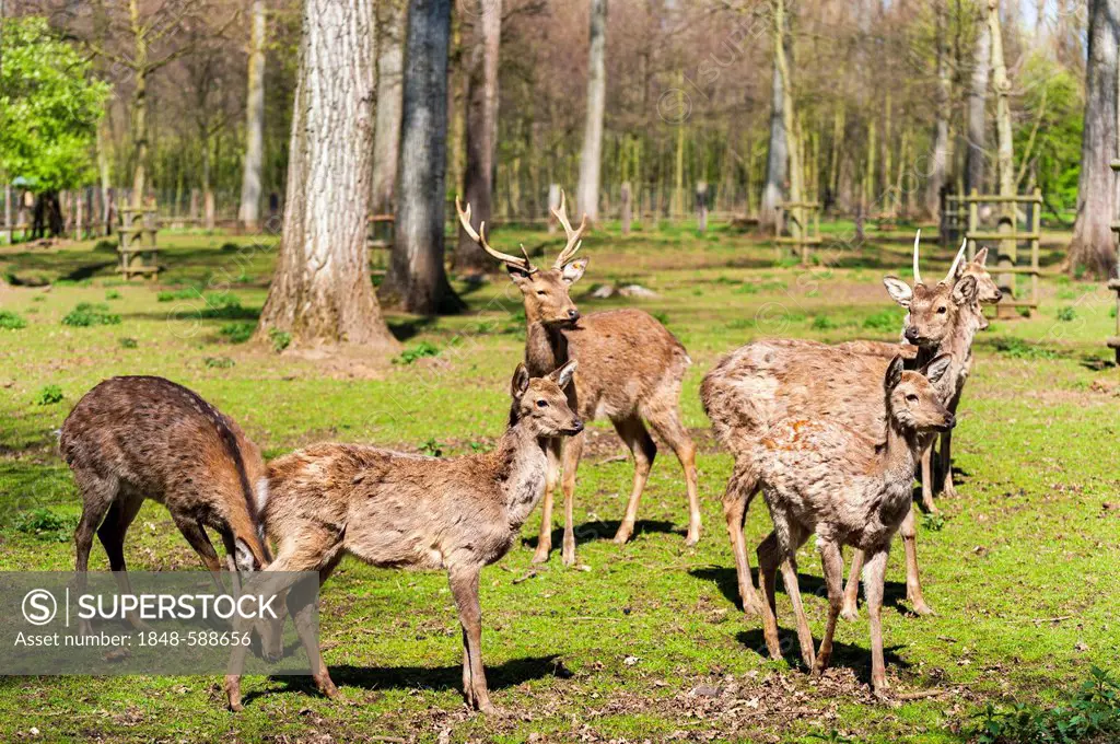 Herd of red deer (Cervus elaphus) standing in a clearing, Grevenbroich, North Rhine-Westphalia, Germany, Europe
