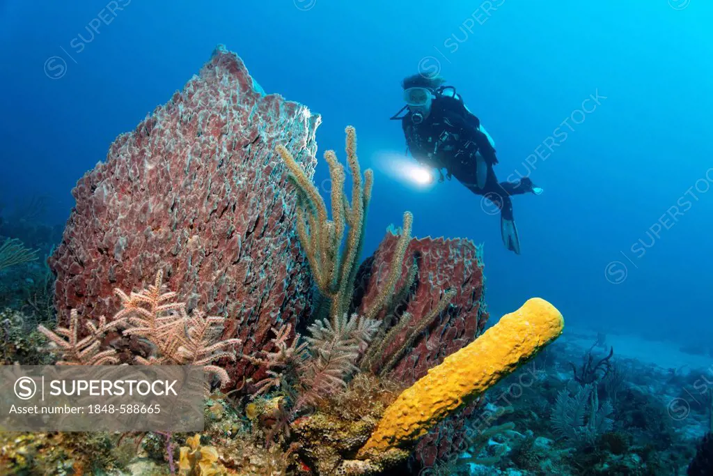 Scuba diver looking at coral reef with a variety of coral and sponge species, Republic of Cuba, Caribbean Sea, Caribbean, Central America