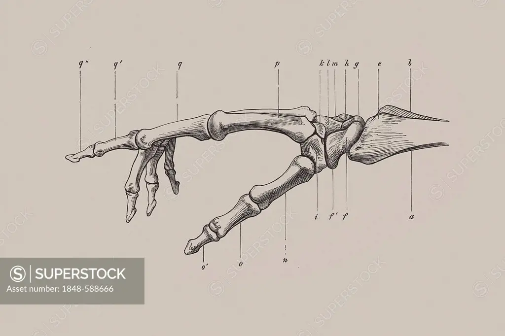 Skeleton of a human hand, anatomical illustration