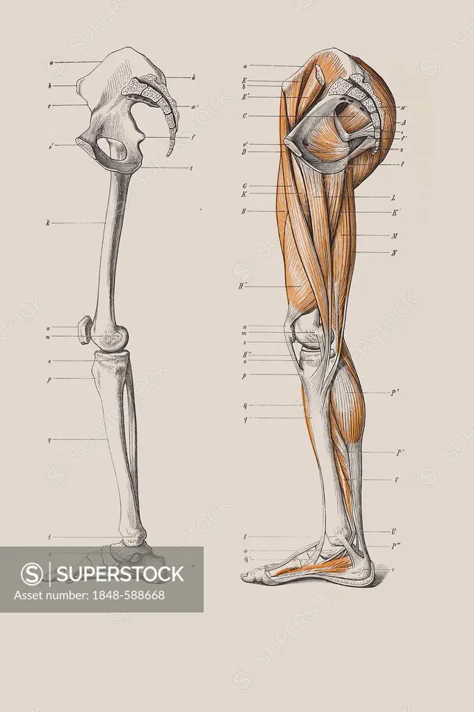 Skeleton of legs with the muscle structure, anatomical illustration