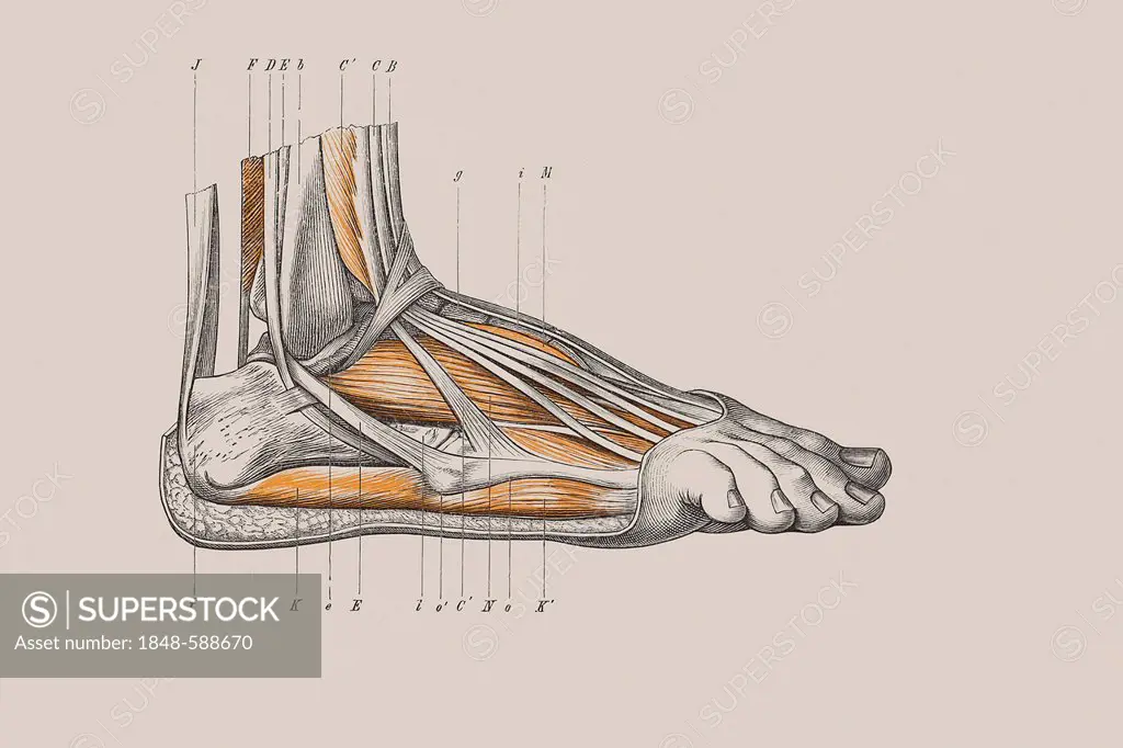 Skeleton of a human foot, anatomical illustration