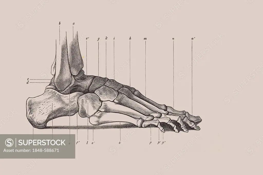 Skeleton of a human foot, anatomical illustration