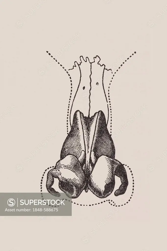 Anatomical representation of the human nose