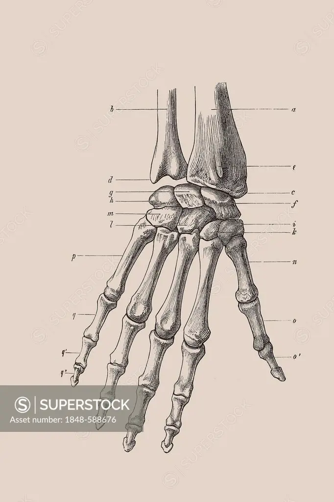 Skeleton of a hand, anatomical illustration