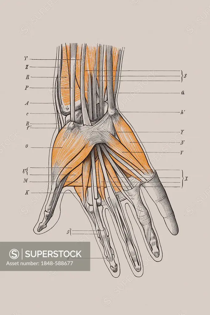 Skeleton of a hand with muscles, anatomical illustration