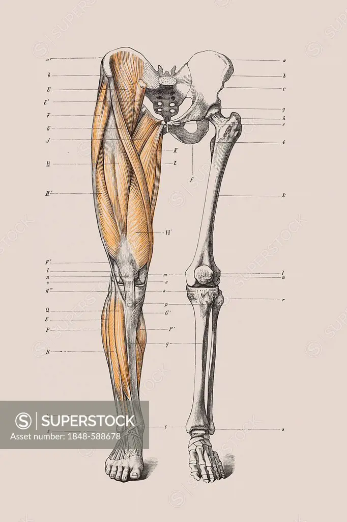 Skeleton of a human leg, anatomical illustration
