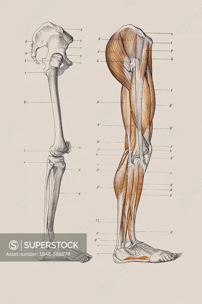 Skeleton of a human leg, anatomical illustration