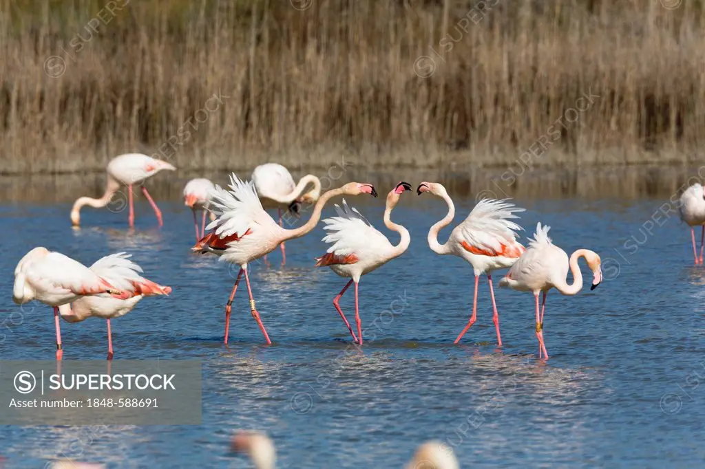 American flamingo (Phoenicopterus ruber), Camargue, Southern France, France, Europe