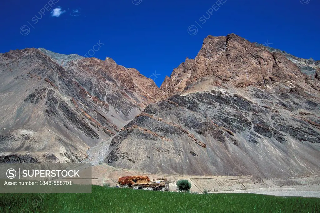 Fields and mountain landscape, near Tetha, Zanskar, Ladakh, Indian Himalayas, Jammu and Kashmir, North India, India, Asia
