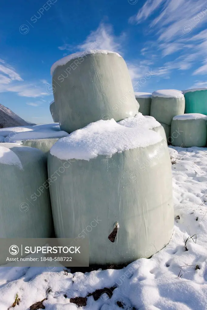 Bales wrapped in plastic in the winter, silage, North Tyrol, Austria, Europe