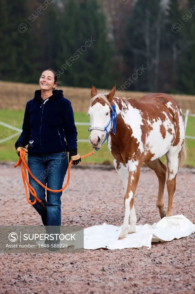 Relaxed woman walking with a Paint Horse over a plastic sheeting during exercising, filly, Sorrel Overo, North Tyrol, Austria, Europe