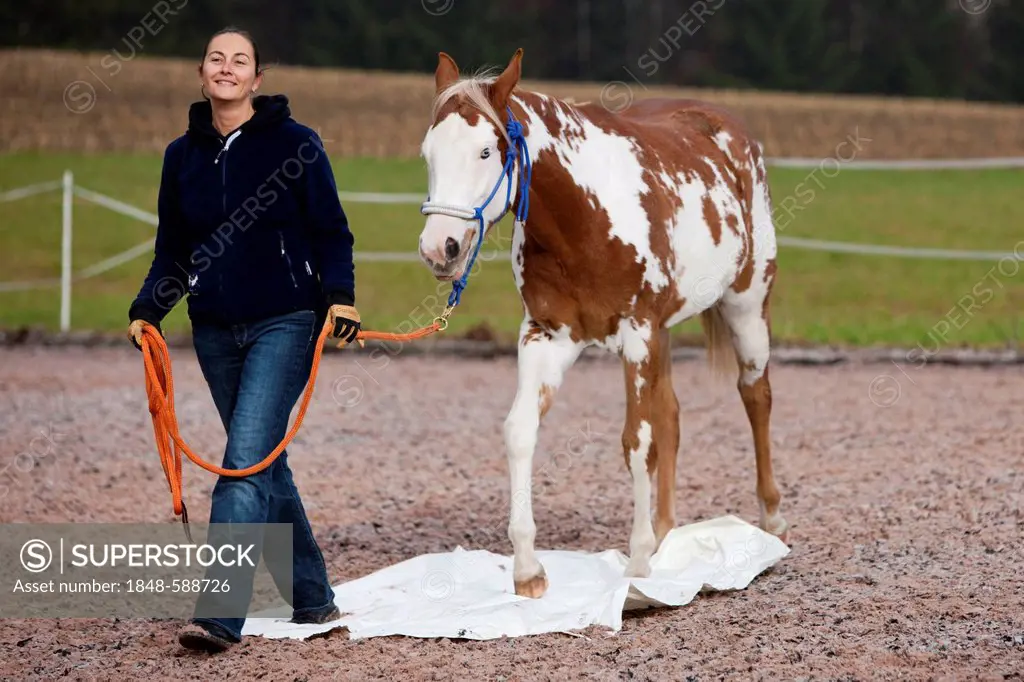 Relaxed woman walking with a Paint Horse over a plastic sheeting during exercising, filly, Sorrel Overo, North Tyrol, Austria, Europe