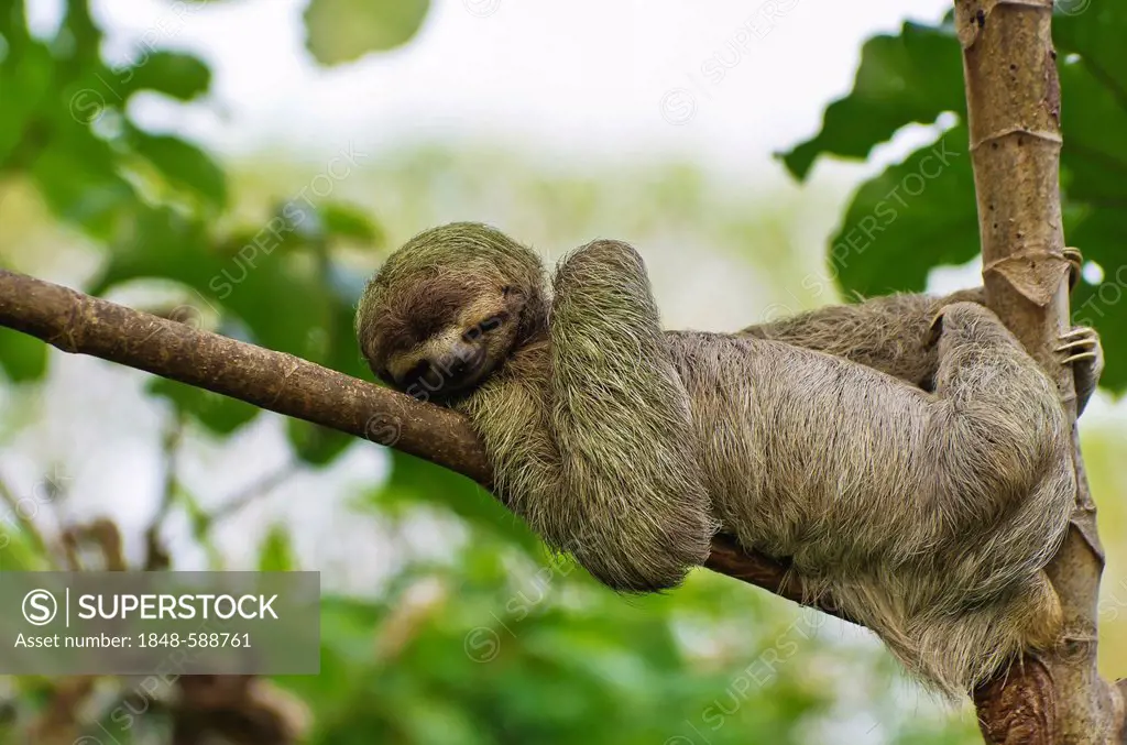 Brown-throated sloth (Bradypus variegatus), male resting on a branch, Manuel Antonio National Park, central Pacific Coast, Costa Rica, Central America