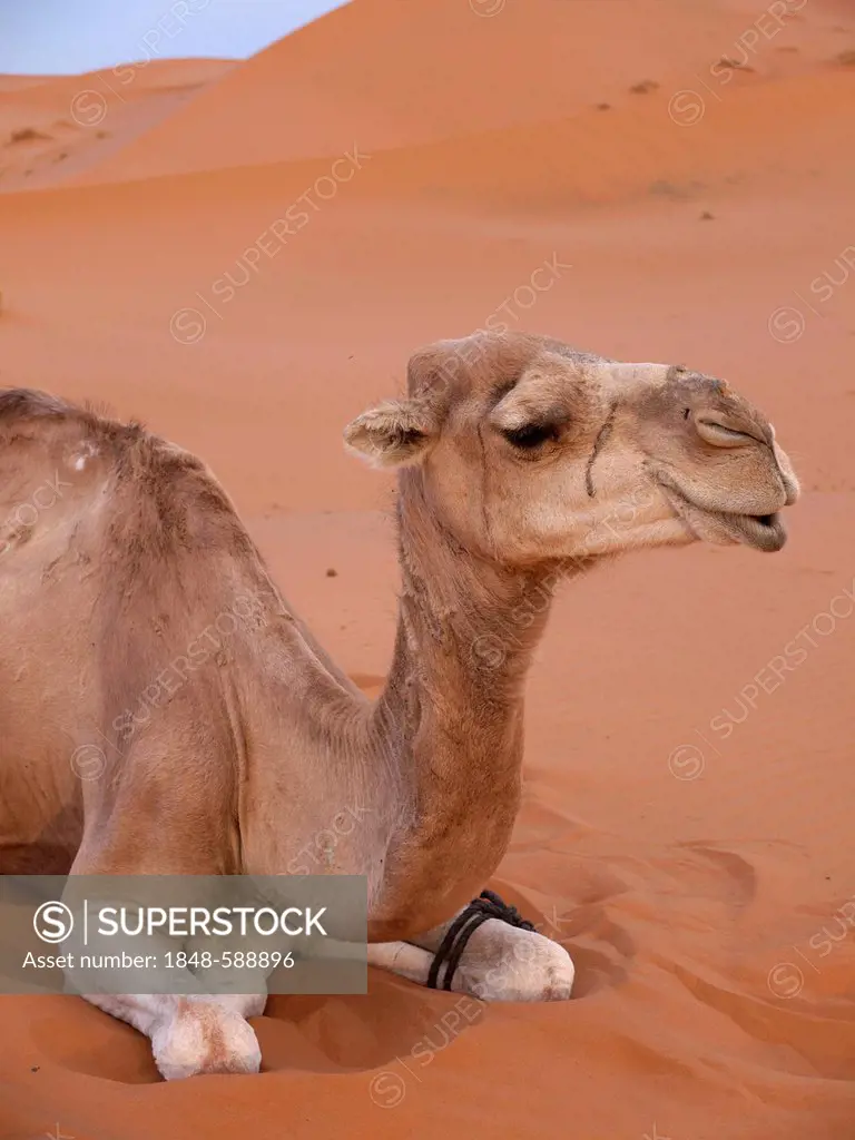 Portrait of a resting Dromedary or Arabian Camel (Camelus dromedarius), in the sand dunes of the Erg Chebbi Desert, near Merzouga, Morocco, North Afri...