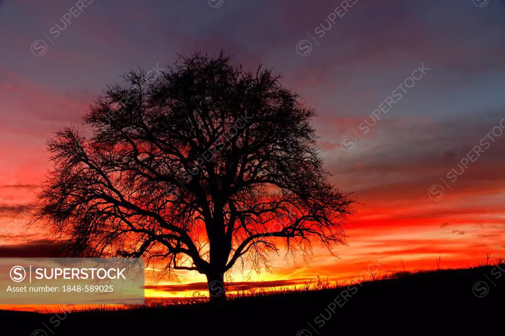 Apple tree in front of sunset, Hegau area, Landkreis Konstanz county, Baden-Wuerttemberg, Germany, Europe