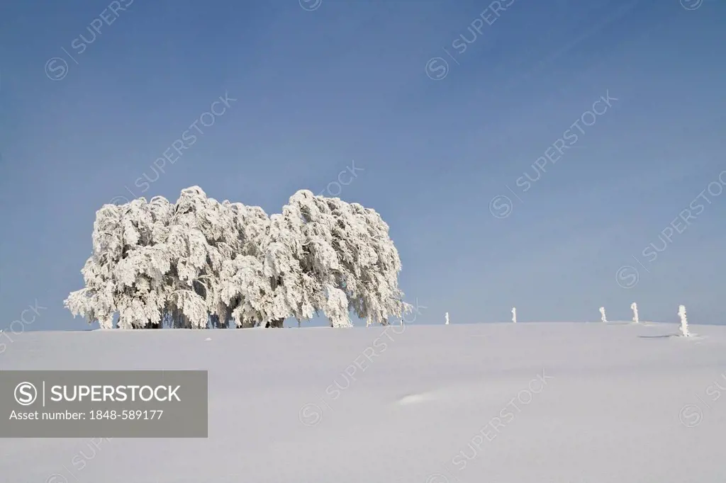 Beech tree (Fagus) covered with rime on Schauinsland mountain, snow, near Freiburg im Breisgau, Black Forest mountain range, Baden-Wuerttemberg, Germa...