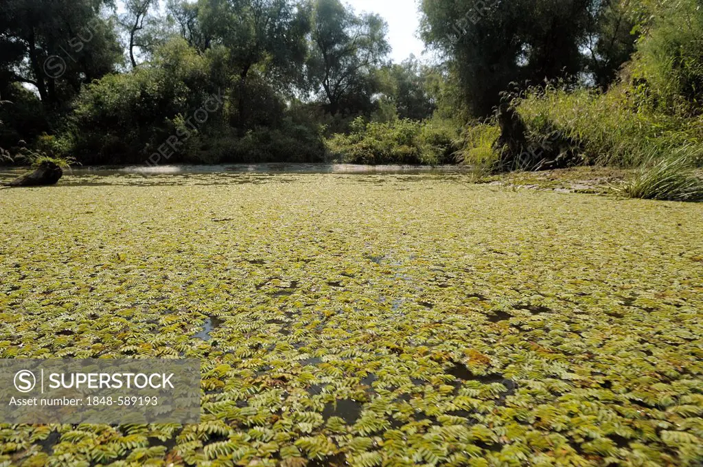Floating fern, Floating watermoss, Floating moss (Salvinia natans), Danube Delta, Romania, Europe