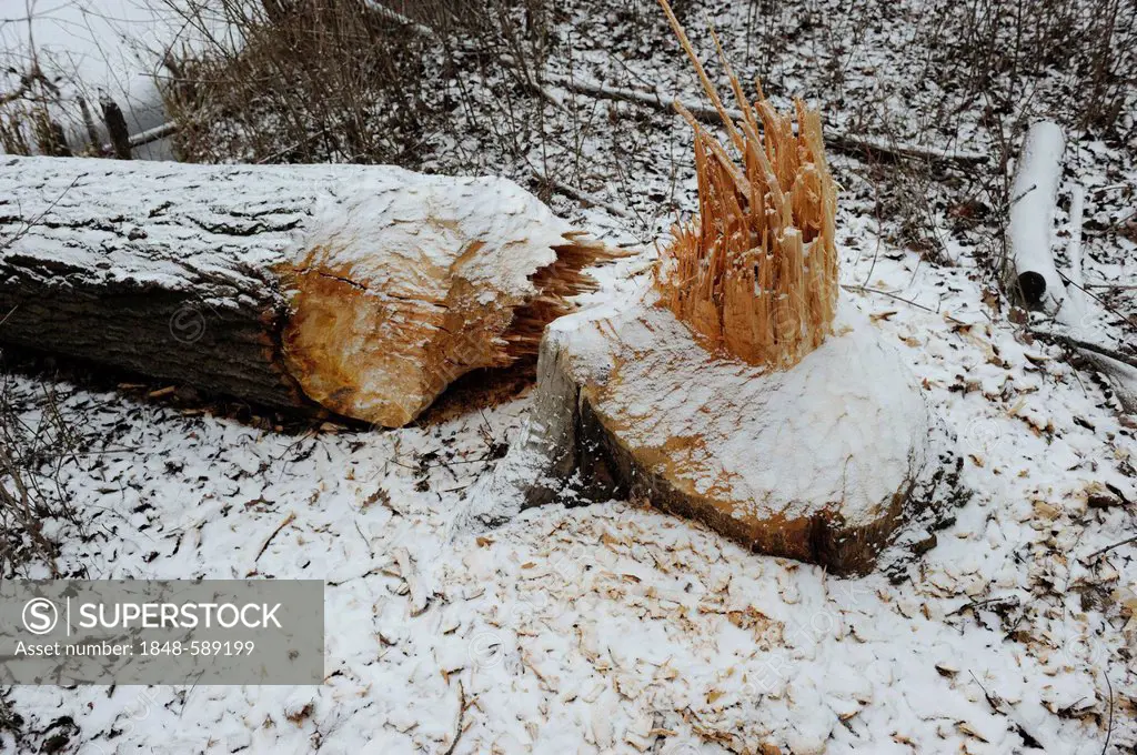 Tree gnawed by a beaver, winter, Danube wetlands, Donau Auen National Park, Lower Austria, Austria, Europe
