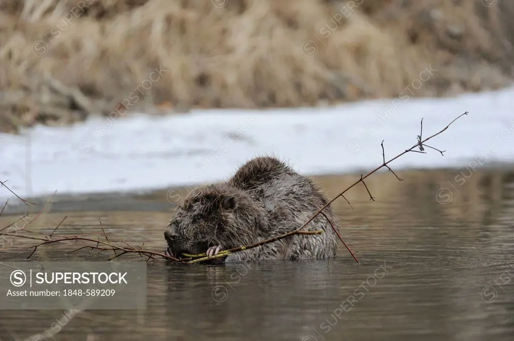 European Beaver (Castor fiber), winter, Danube wetlands, Donau Auen National Park, Lower Austria, Austria, Europe