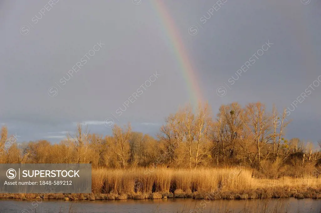 Rainbow, Danube wetlands, Donau Auen National Park, Lower Austria, Austria, Europe
