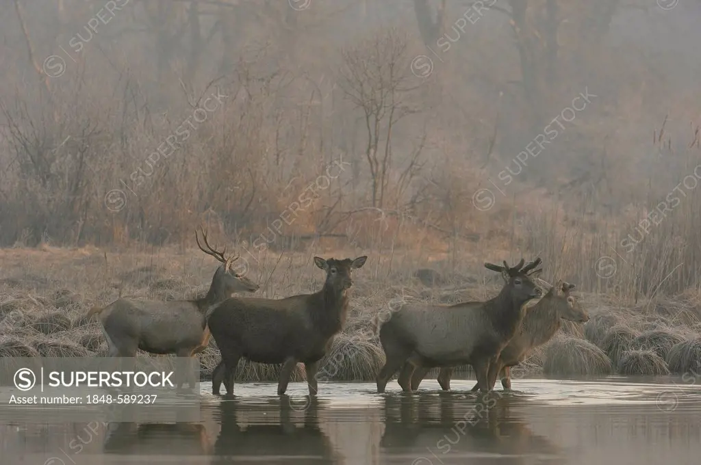 Red Deer (Cervus elaphus), morning fog, Danube wetlands, Donau Auen National Park, Lower Austria, Austria, Europe