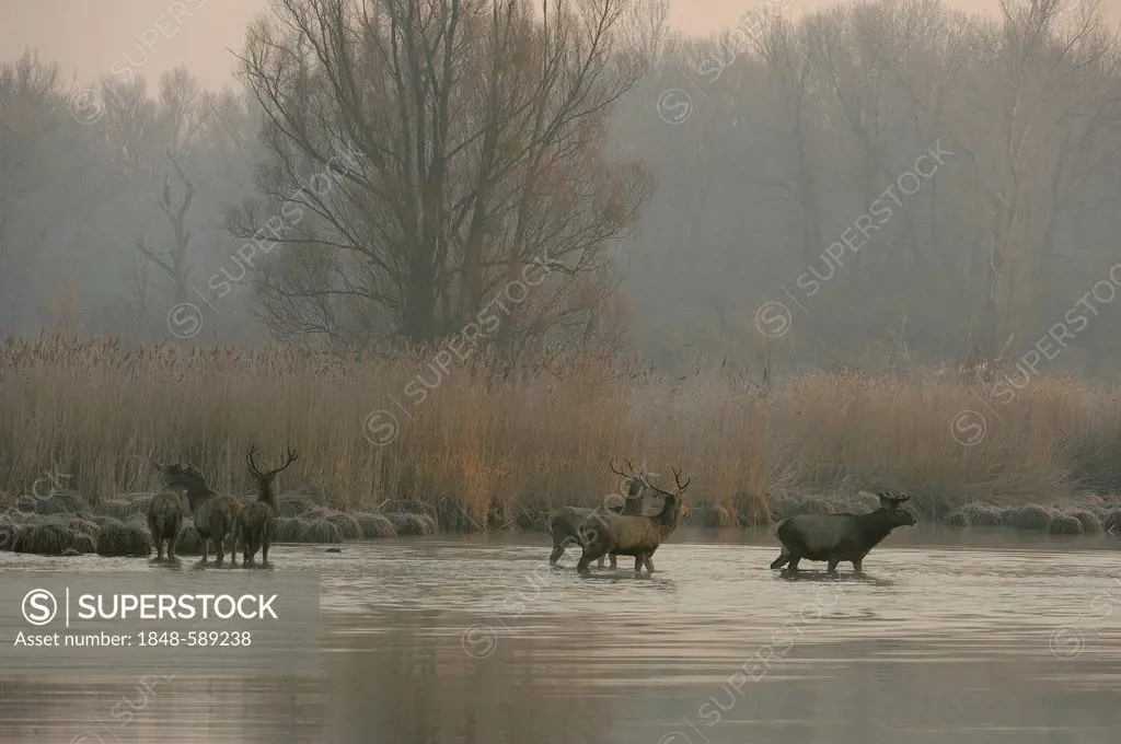 Red Deer (Cervus elaphus), morning fog, Danube wetlands, Donau Auen National Park, Lower Austria, Austria, Europe