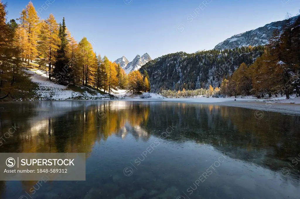 Lake Palpuogna, Lai da Palpuogna, with autumnal larches, snow, Berguen, Albula Pass, Canton of Grisons, Switzerland, Europe